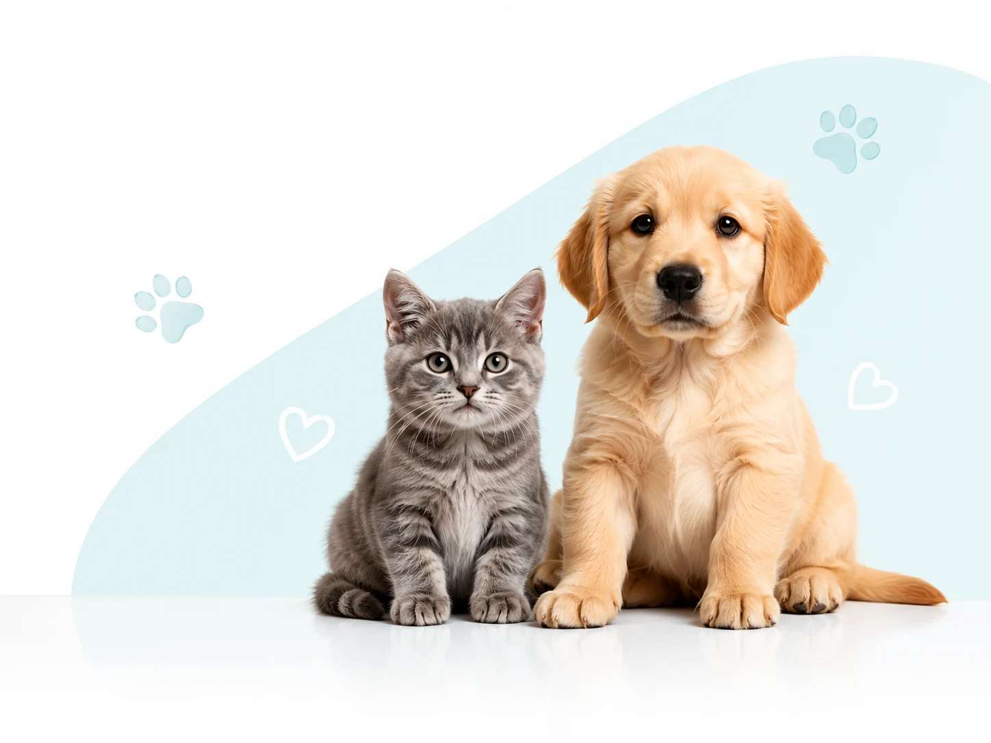 Perro y gato
